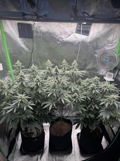 Tropicana Cookies Purple // Royal Queen. Week 14