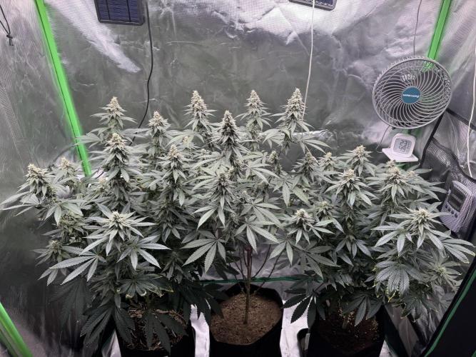 Tropicana Cookies Purple // Royal Queen. Week 14