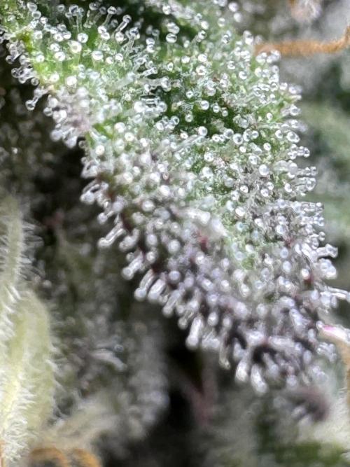 Tropicana Cookies Purple // Royal Queen. Week 14