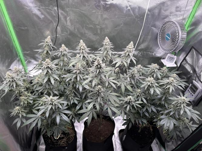 Tropicana Cookies Purple // Royal Queen. Week 15