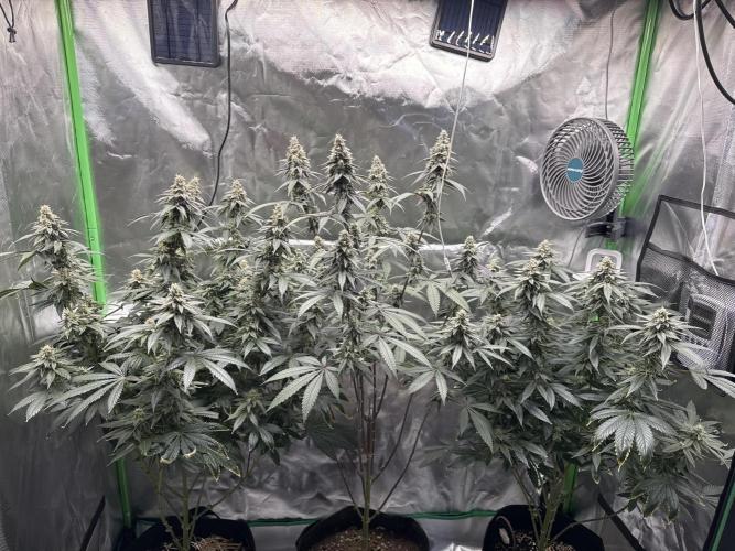 Tropicana Cookies Purple // Royal Queen. Week 15