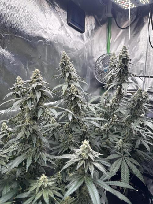 Tropicana Cookies Purple // Royal Queen. Week 15