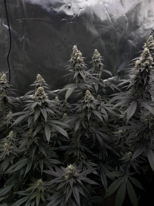 Tropicana Cookies Purple // Royal Queen. Week 15