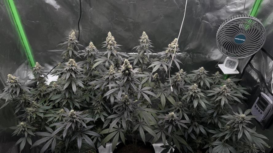 Tropicana Cookies Purple // Royal Queen. Week 15