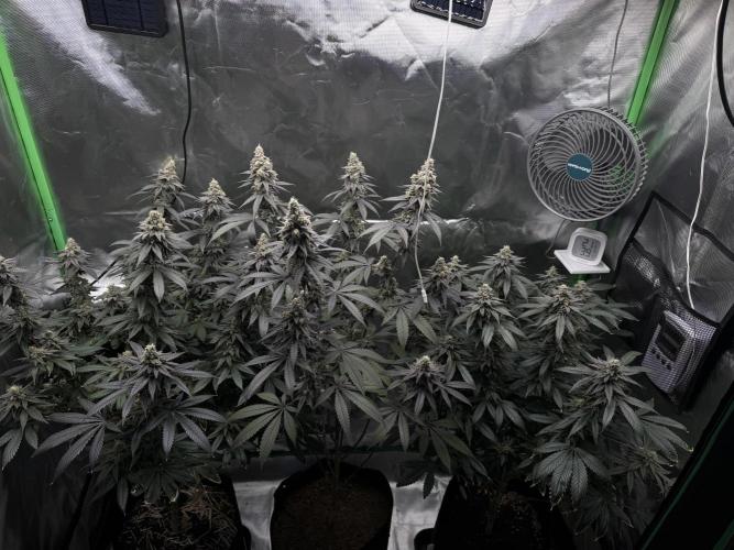 Tropicana Cookies Purple // Royal Queen. Week 16