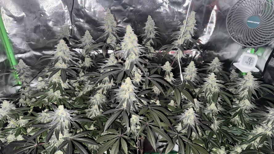 Tropicana Cookies Purple // Royal Queen. Week 16