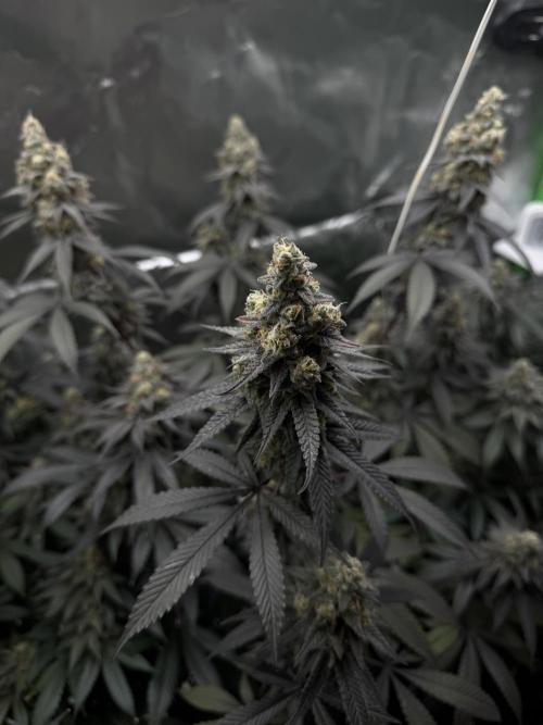 Tropicana Cookies Purple // Royal Queen. Week 16