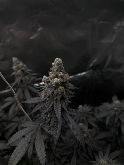 Tropicana Cookies Purple // Royal Queen. Week 16