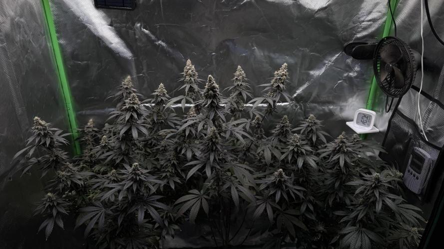 Tropicana Cookies Purple // Royal Queen. Week 17