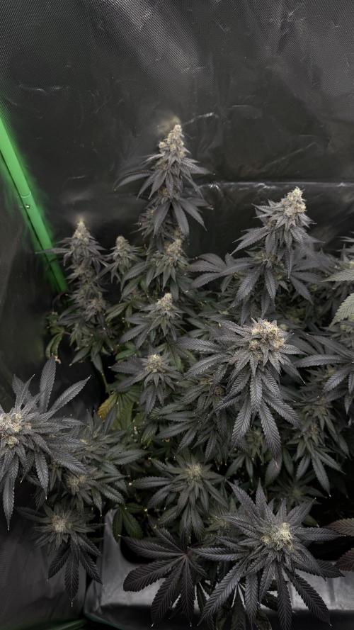 Tropicana Cookies Purple // Royal Queen. Week 17