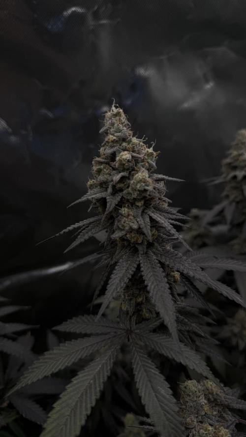 Tropicana Cookies Purple // Royal Queen. Week 17