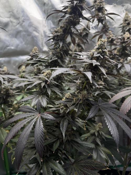 Tropicana Cookies Purple // Royal Queen. Week 17