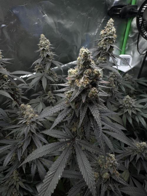 Tropicana Cookies Purple // Royal Queen. Week 17