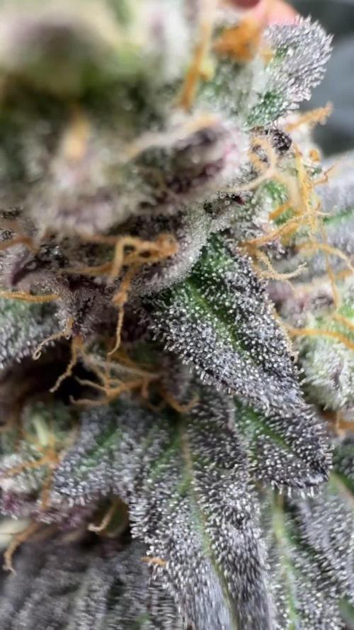 Tropicana Cookies Purple // Royal Queen