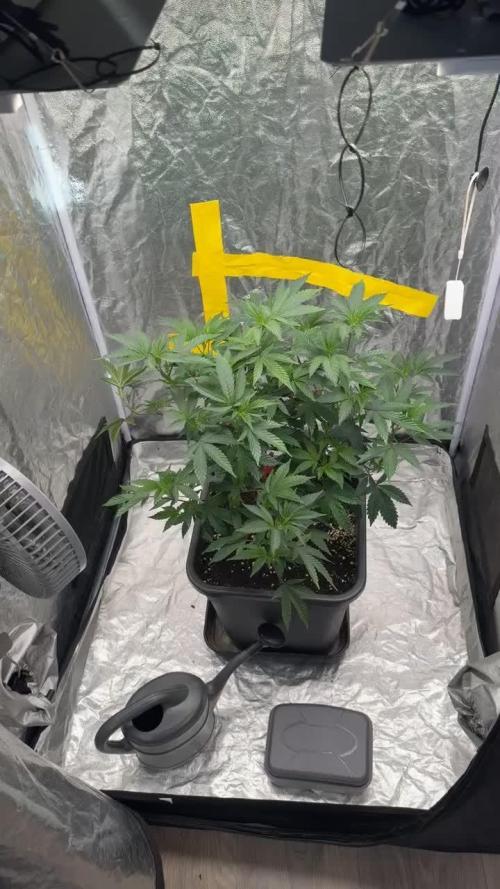 TAX Bracket Steckling