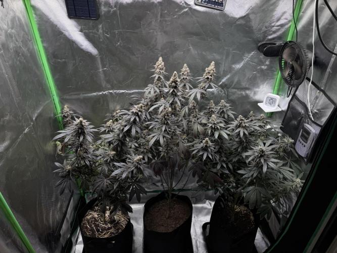 Tropicana Cookies Purple // Royal Queen. Week 18