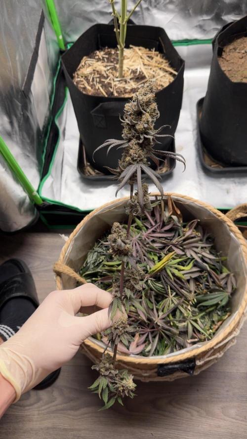 Tropicana Cookies Purple // Royal Queen. Week 18