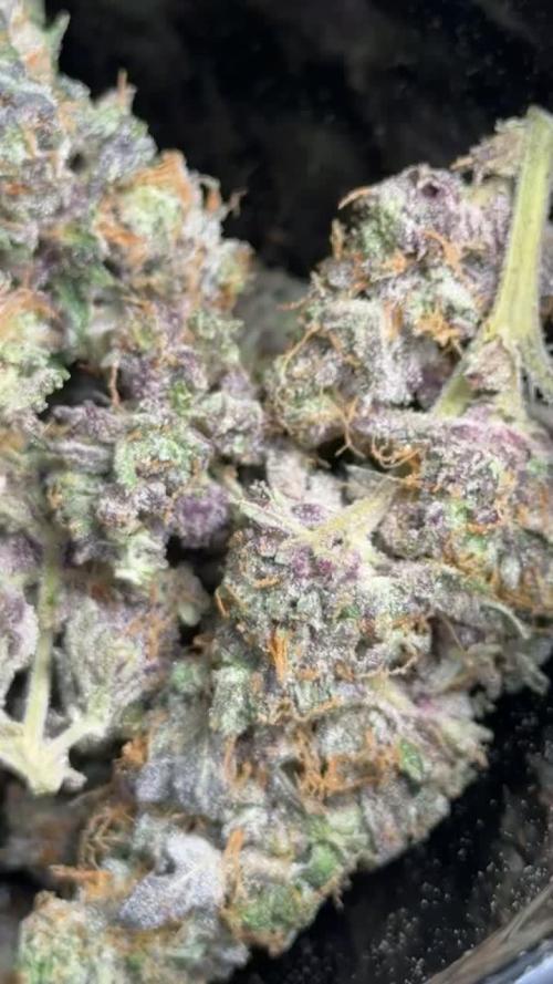 Tropicana Cookies Purple // Royal Queen
