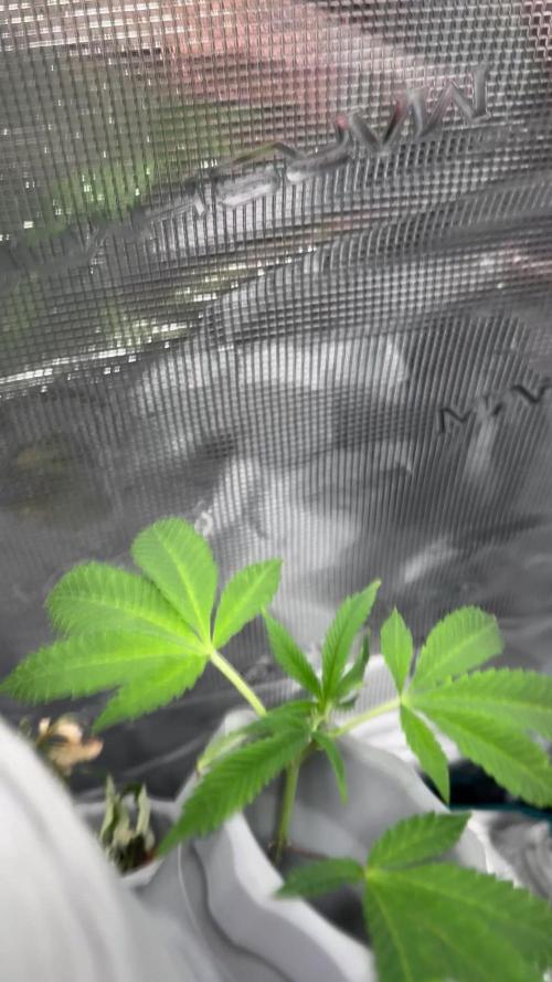 NorthernLights Auto