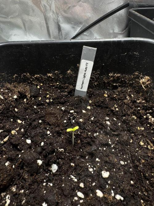 Northern Lights Auto. Week 1