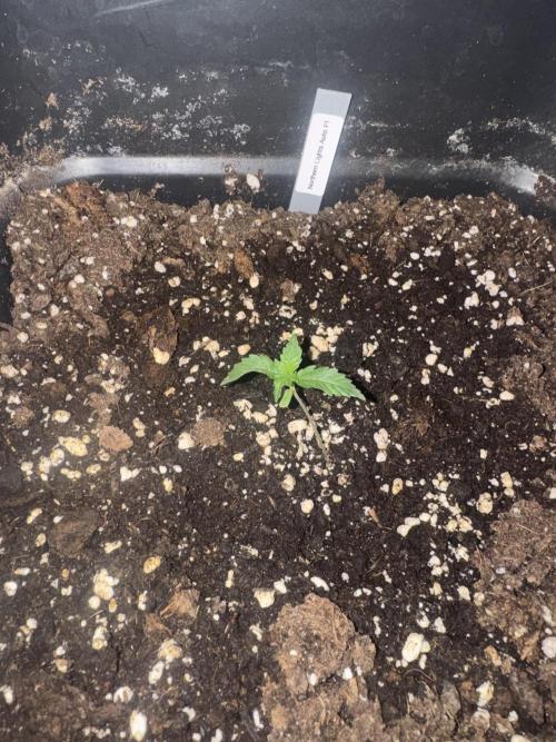 NorthernLights Auto. Week 1