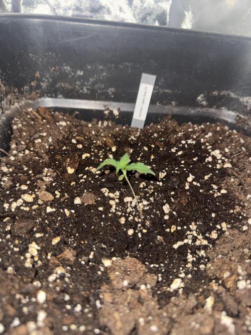 NorthernLights Auto. Week 1