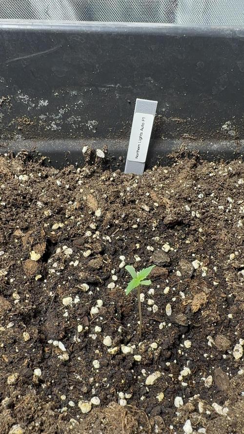 NorthernLights Auto. Week 1