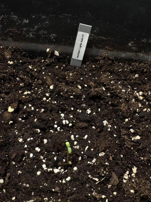 NorthernLights Auto. Week 1
