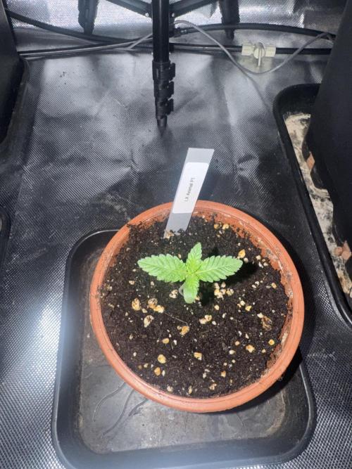 LX 187. Week 1