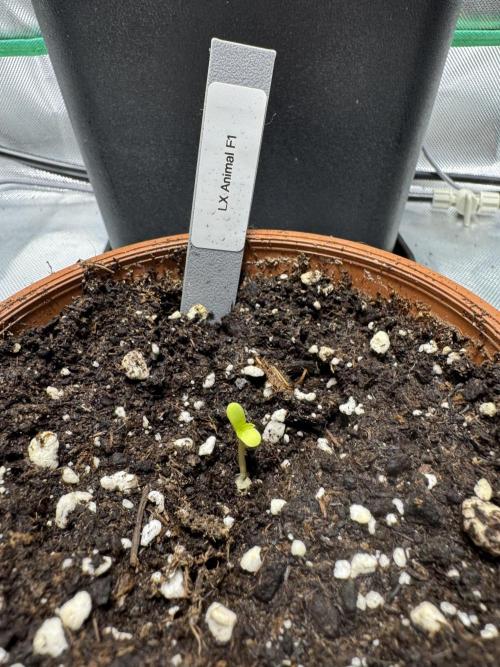 LX 187. Week 1
