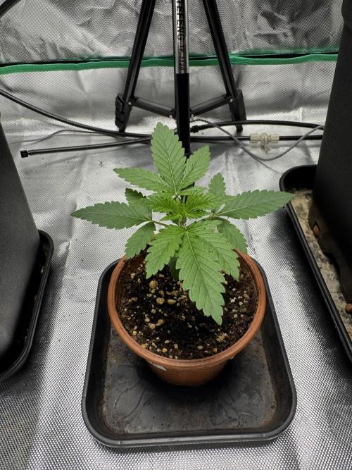 LX 187. Week 2
