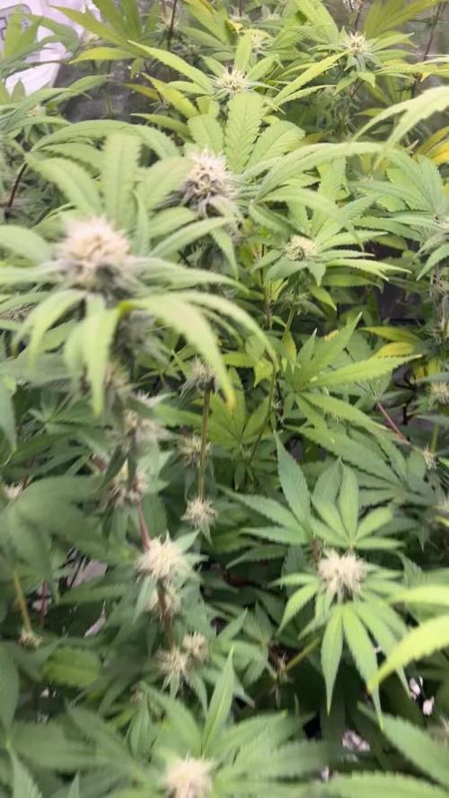 Northern Lights Auto. Week 2