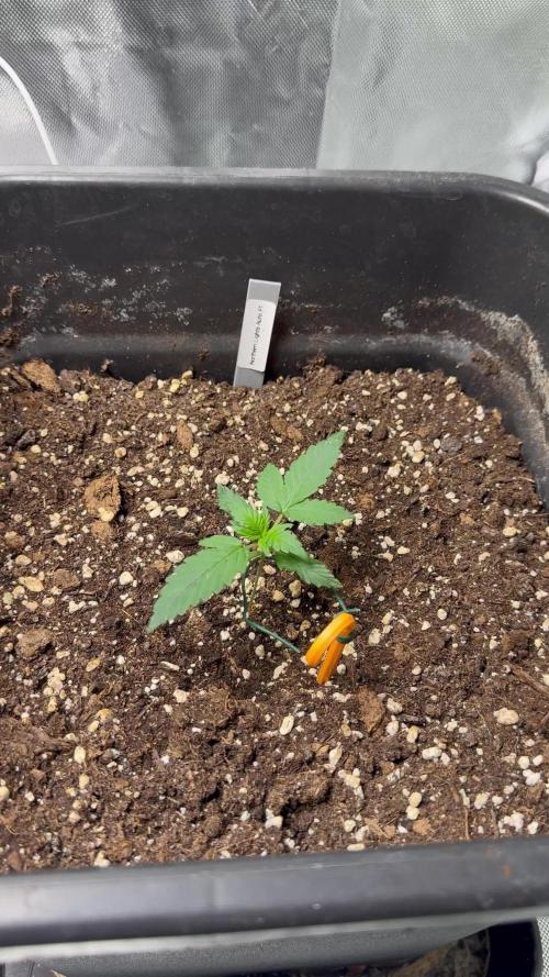 NorthernLights Auto