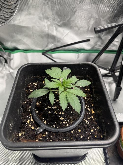 NorthernLights Auto. Week 2