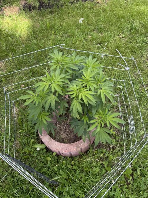 TAX Bracket #7 Outdoor. Week 2