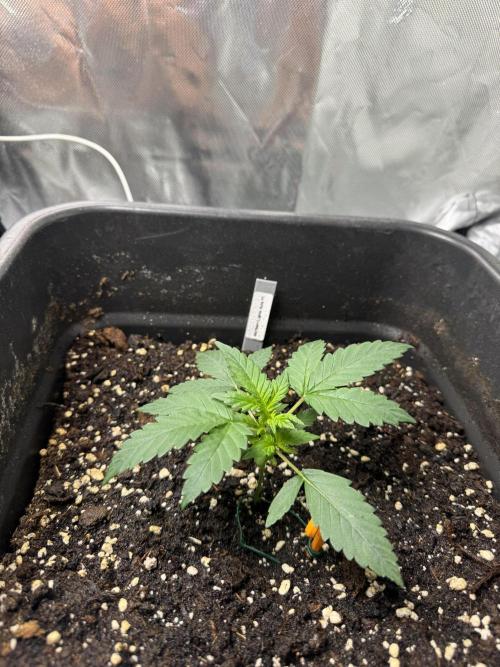 NorthernLights Auto. Week 3