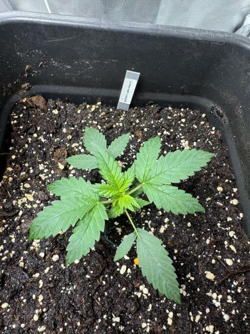 NorthernLights Auto. Week 3