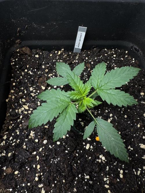 NorthernLights Auto. Week 3