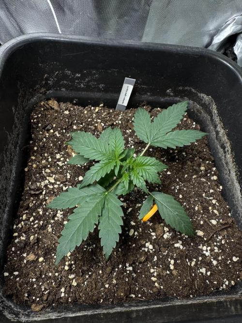 NorthernLights Auto. Week 3