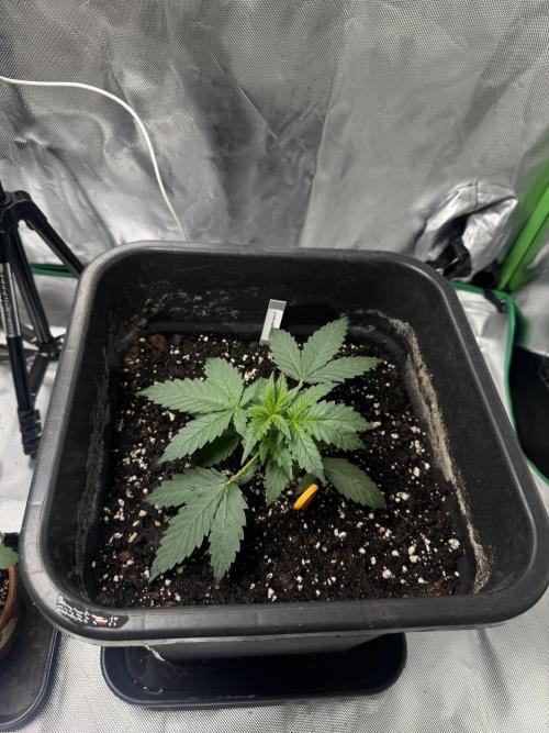 NorthernLights Auto. Week 3