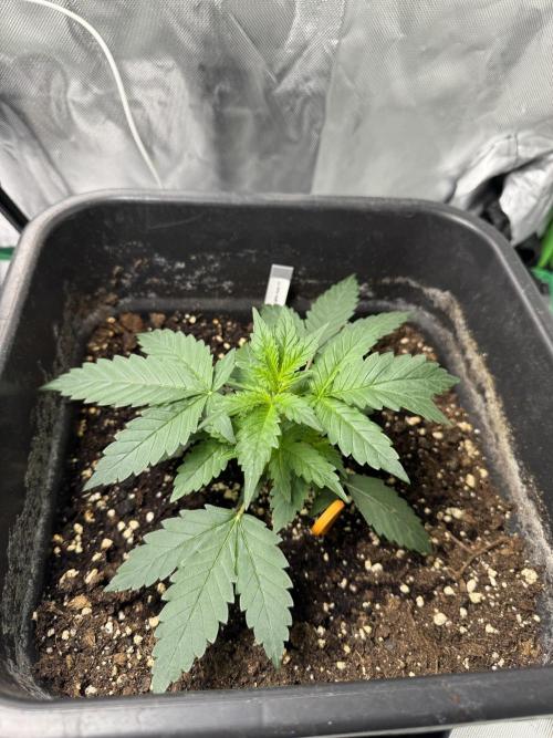 NorthernLights Auto. Week 3