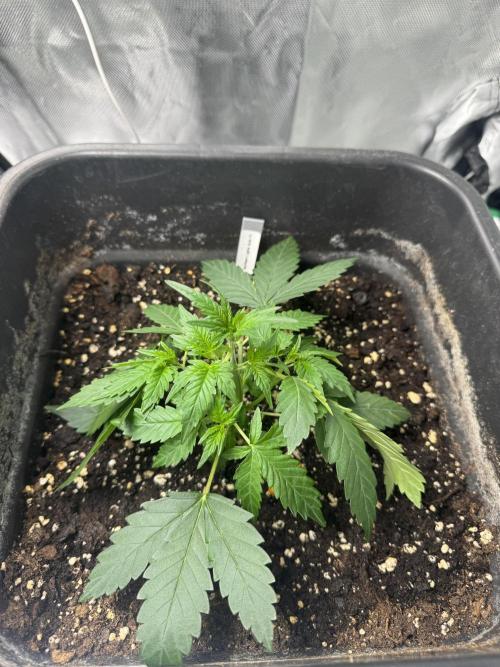 NorthernLights Auto. Week 3