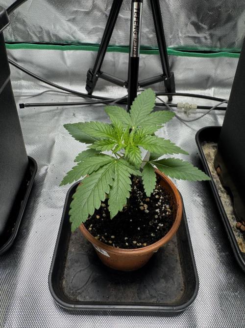 LX 187. Week 3