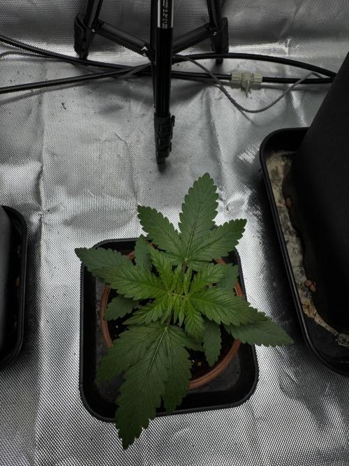 LX 187. Week 3