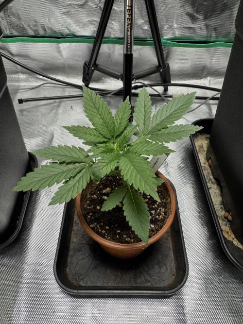 LX 187. Week 3