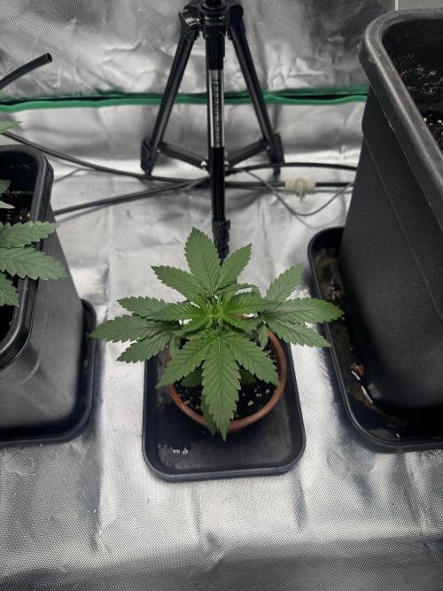 LX 187. Week 3