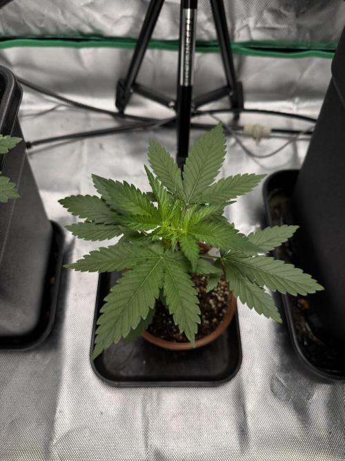 LX 187. Week 3
