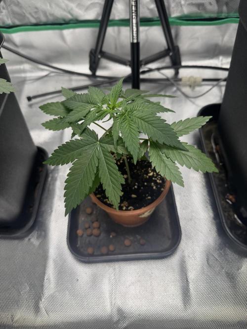 LX 187. Week 3