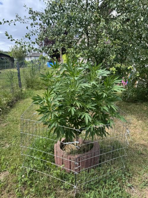 TAX Bracket #7 Outdoor. Week 5