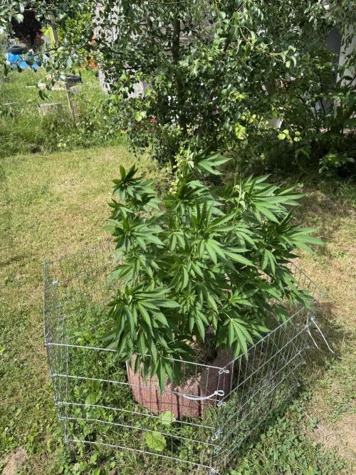 TAX Bracket #7 Outdoor. Week 5